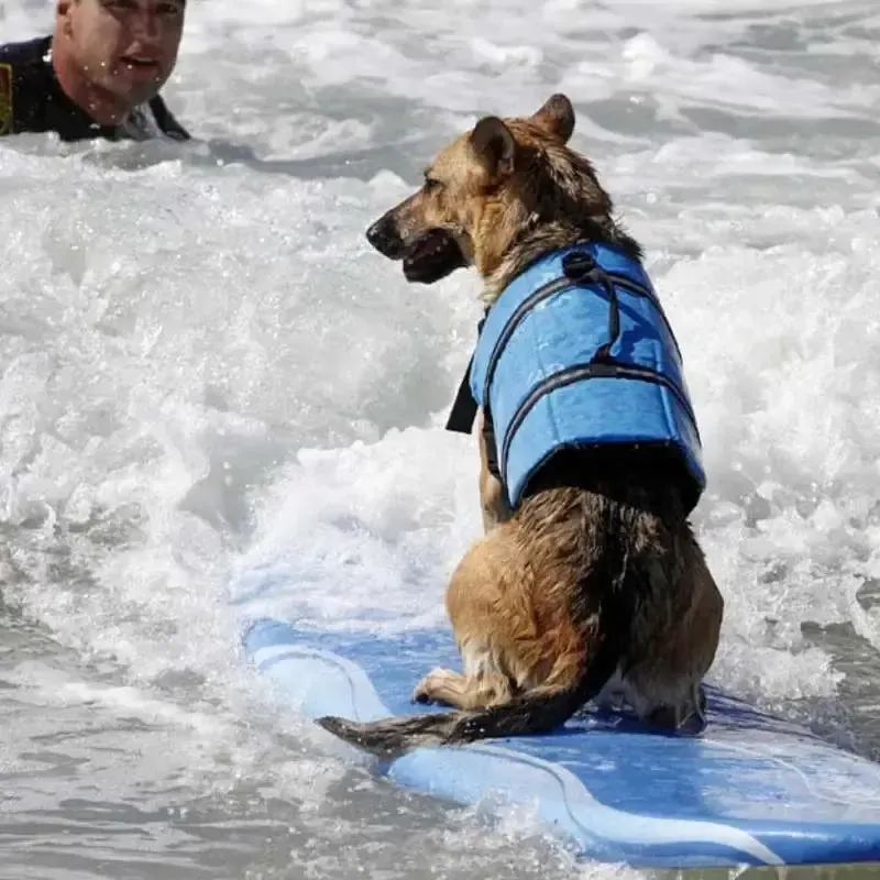 Cute & Colorful Premium Dog Life Vests