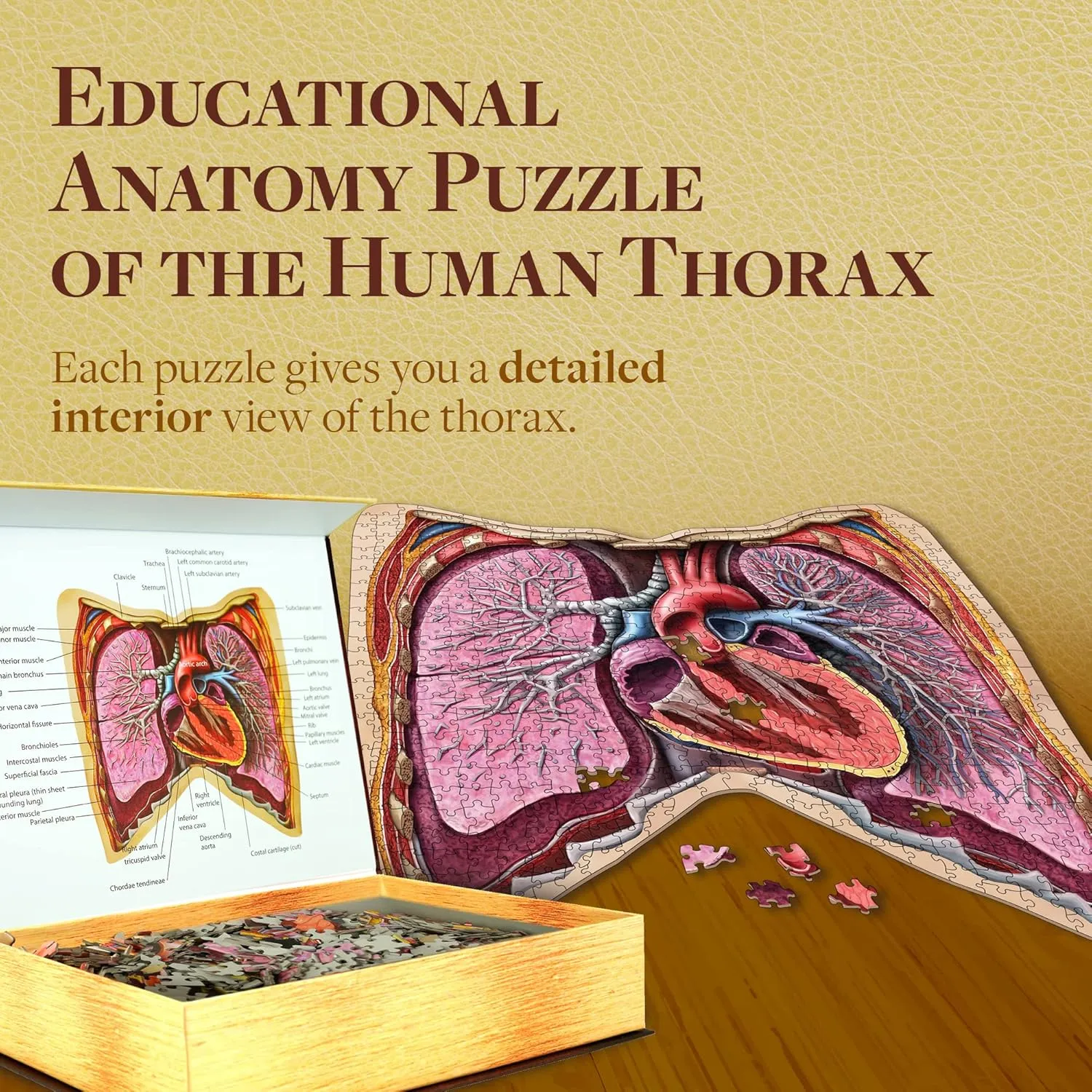 Human Thorax Anatomy Jigsaw Puzzle | Dr Livingston's Unique Shaped Science Puzzles, Accurate Medical Illustrations of the Body, Organs, Lungs and Heart