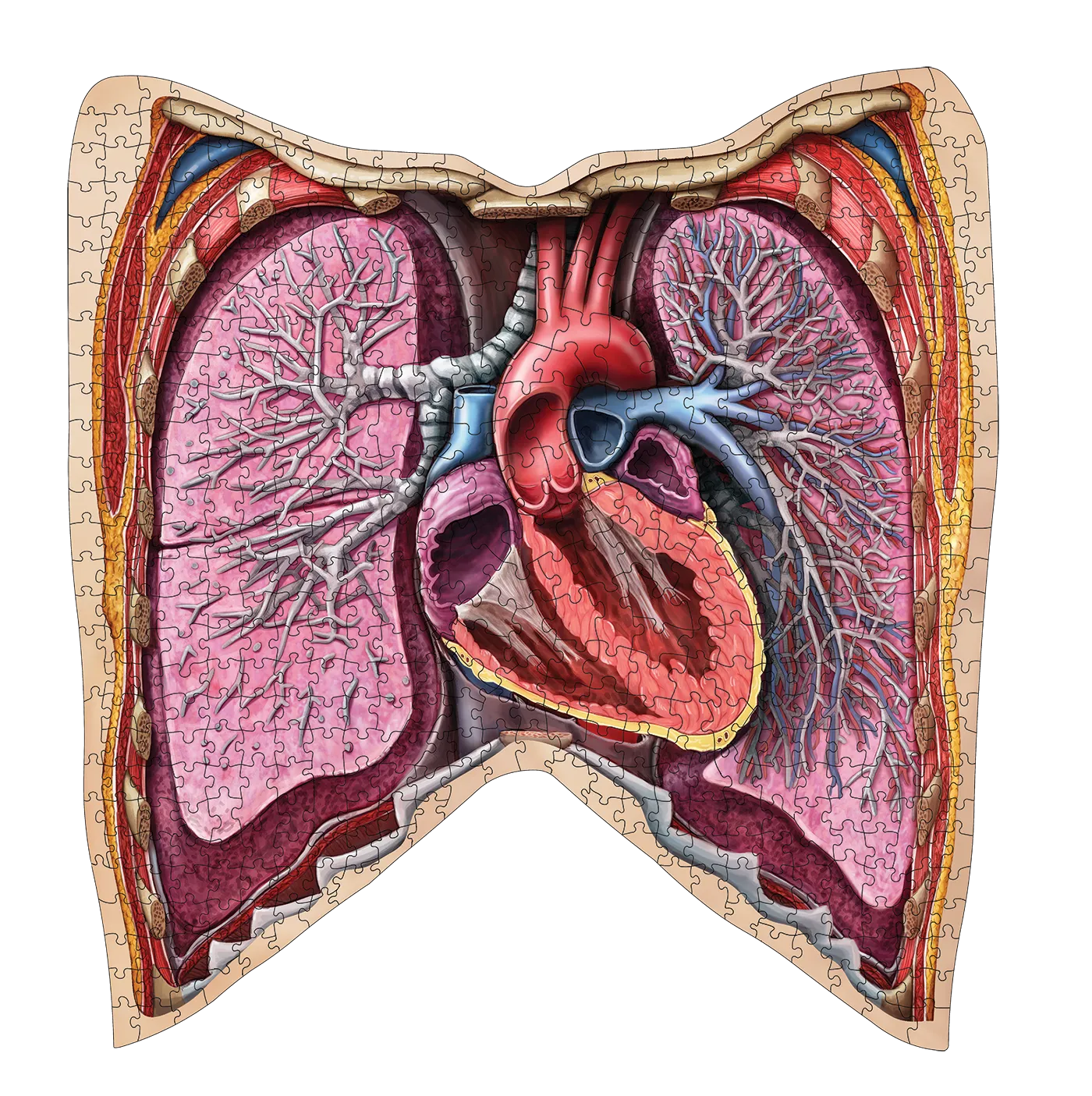 Human Thorax Anatomy Jigsaw Puzzle | Dr Livingston's Unique Shaped Science Puzzles, Accurate Medical Illustrations of the Body, Organs, Lungs and Heart