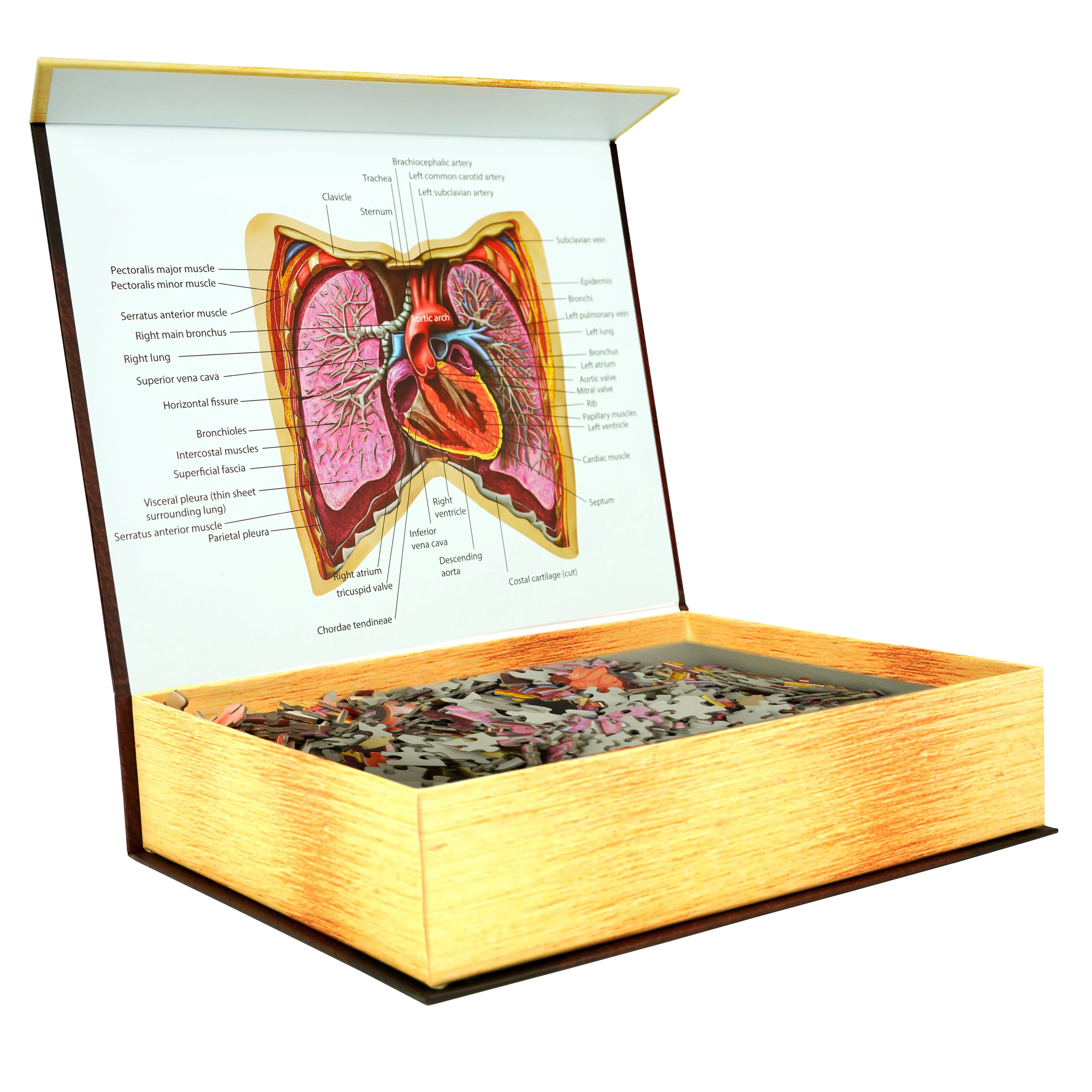 Human Thorax Anatomy Jigsaw Puzzle | Dr Livingston's Unique Shaped Science Puzzles, Accurate Medical Illustrations of the Body, Organs, Lungs and Heart